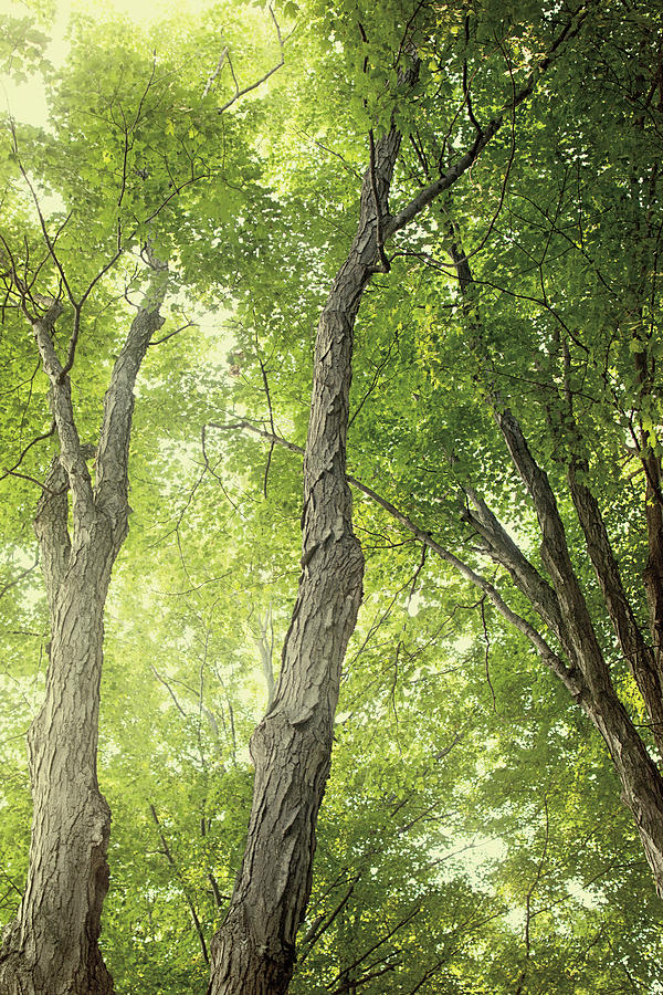 Tree Photograph - Towering Maples II by Elizabeth Urquhart