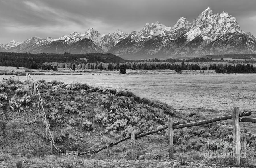Towering Over The Fence Black And White Photograph by Adam Jewell