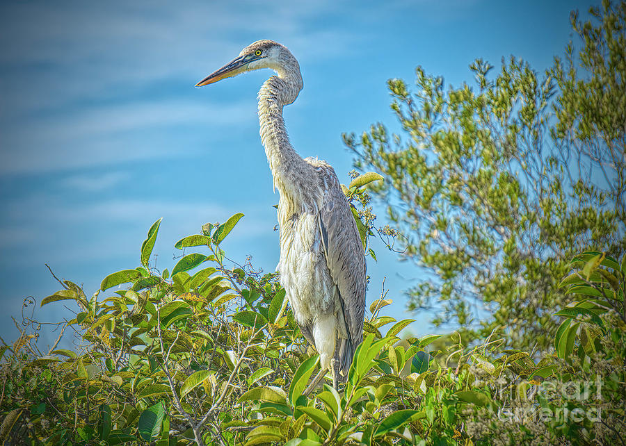 Towering over the Glades Photograph by Judy Kay
