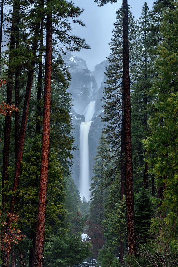 Towering Pines and Lower Yosemite Falls In Winter Photograph by Kelly VanDellen