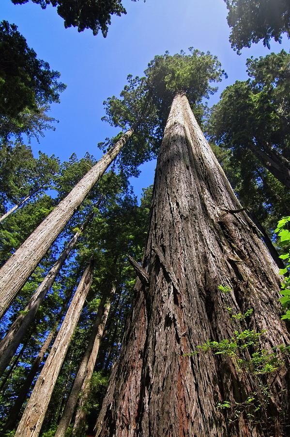 Towering Redwoods Photograph