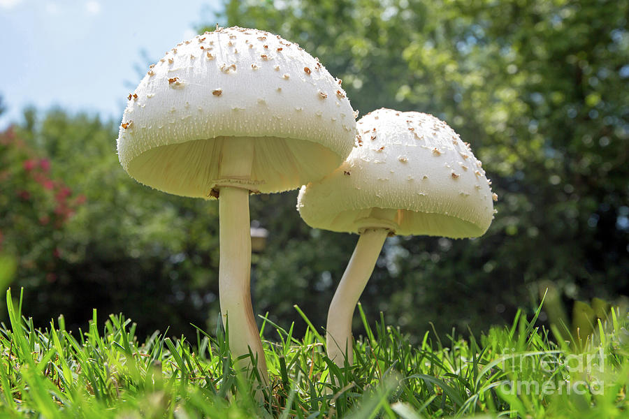 Towering Toadstool by Kevin McCarthy Towering Toadstool by Kevin McCarthy
