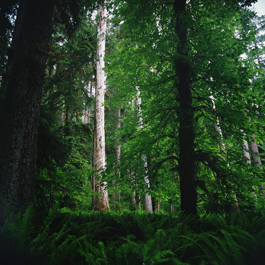 Towering Trees In Lush Forest Photograph by Danielle D. Hughson