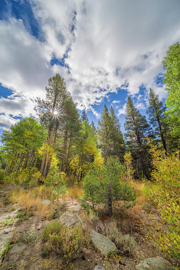 Towering Trees of Tahoe by Jonathan Hansen Towering Trees of Tahoe by Jonathan Hansen