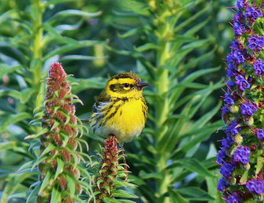 Warbler Photograph - Townsends Warbler  by Christy Pooschke