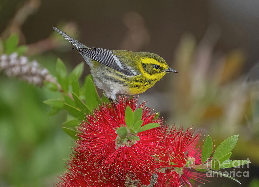 Bird Photograph - Townsends Warbler Feeding On Bottle-brush Flowers In Winter by Bob Gibbons/science Photo Library
