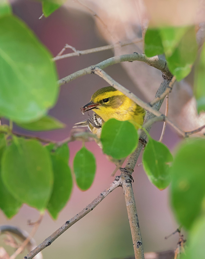 Townsends Warbler with a Bug Photograph by Loree Johnson