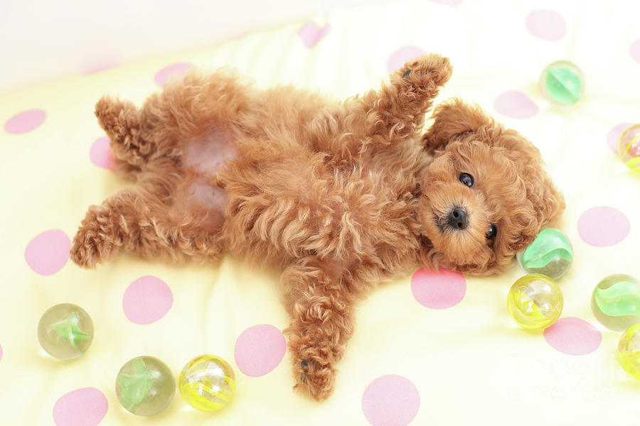 Toy Poodle Photograph by Shinya Sasaki/aflo