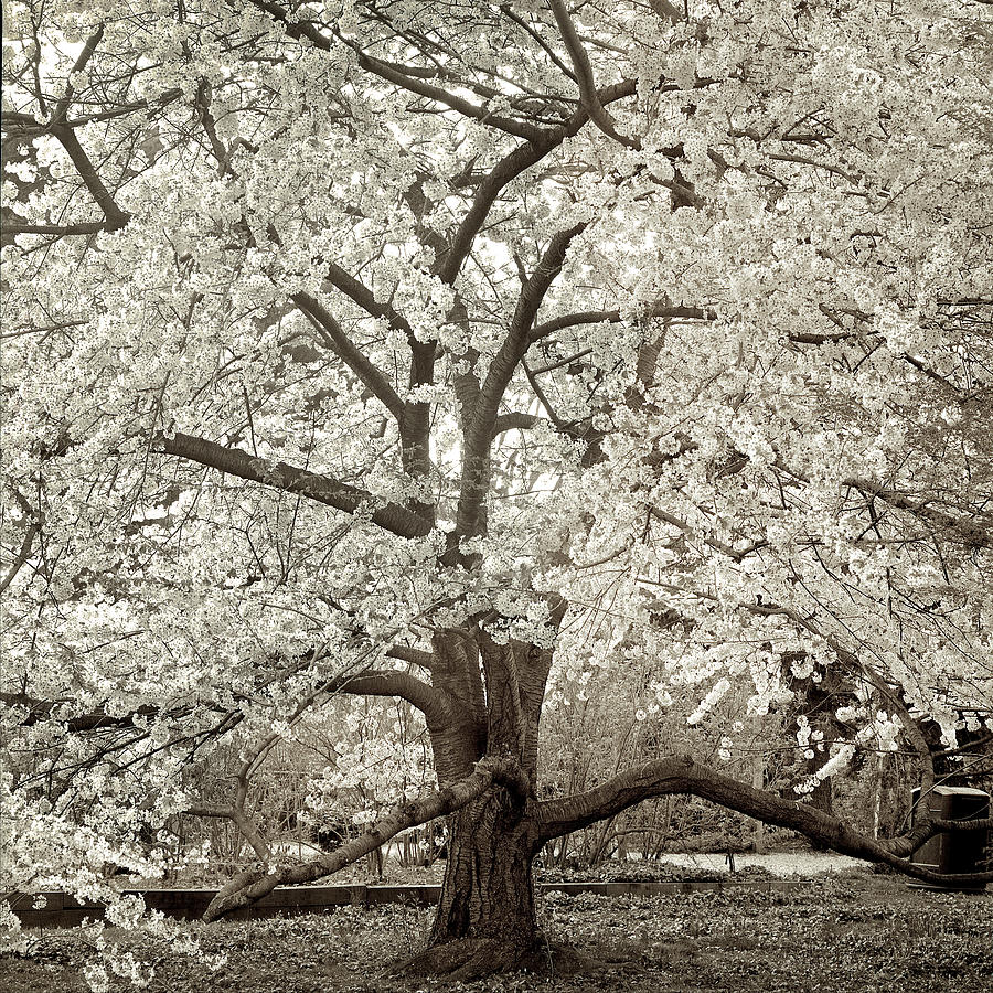 Black And White Photograph - Tr98 - Hamption Magnolia II by Alan Blaustein