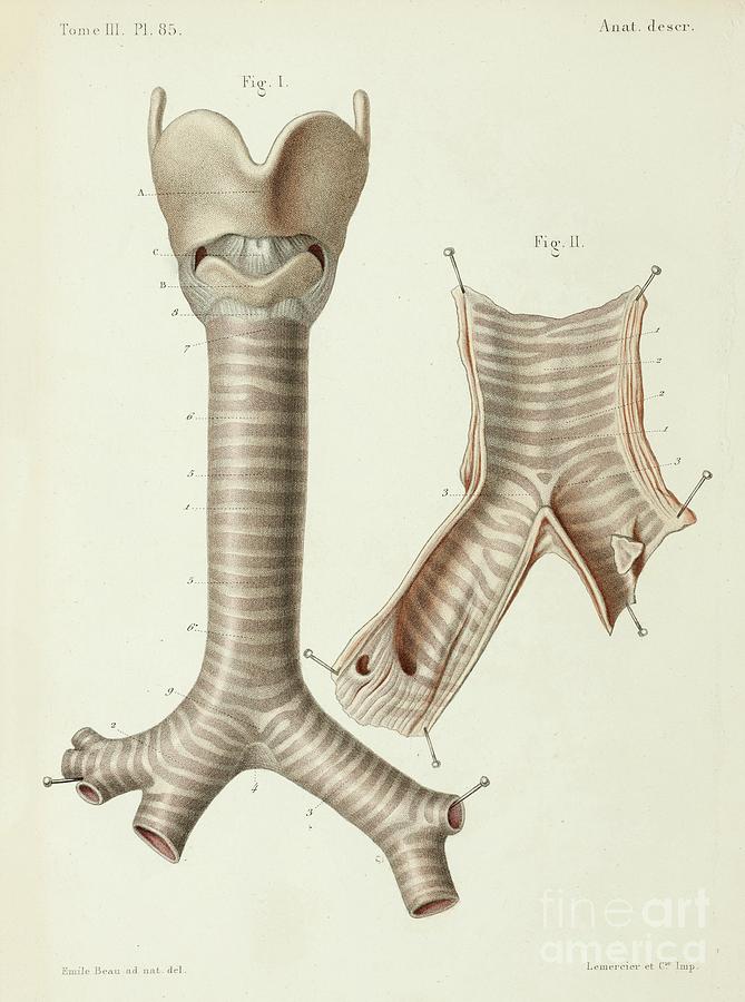 Trachea And Bronchi Anatomy Photograph By Science Photo Library