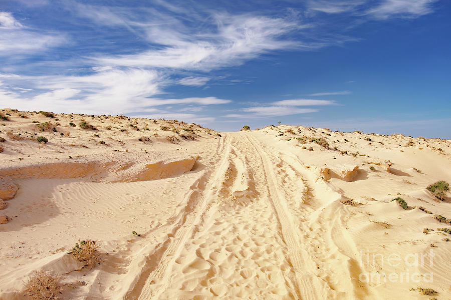 Track In Sand Dune Photograph by Wladimir Bulgar/science Photo Library