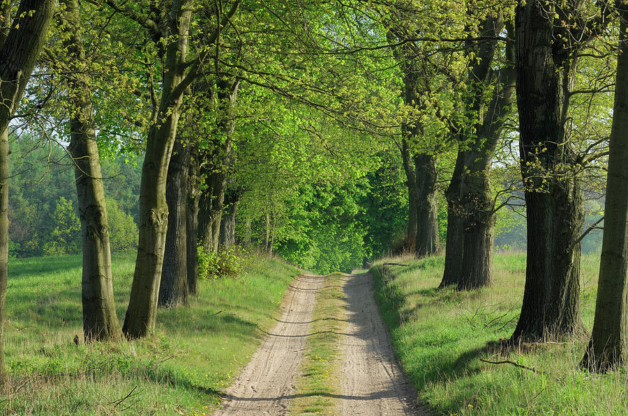 Track Through Trees In Spring Photograph by Martin Ruegner