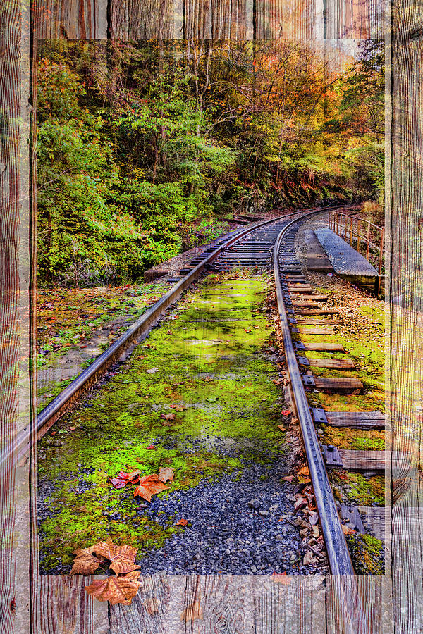 Tracks Along the River Wood Border Photograph by Debra and Dave Vanderlaan