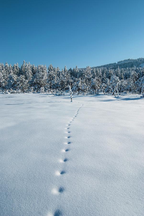 Tracks In Snow In Wintry Landscape Photograph by Patsy&christian