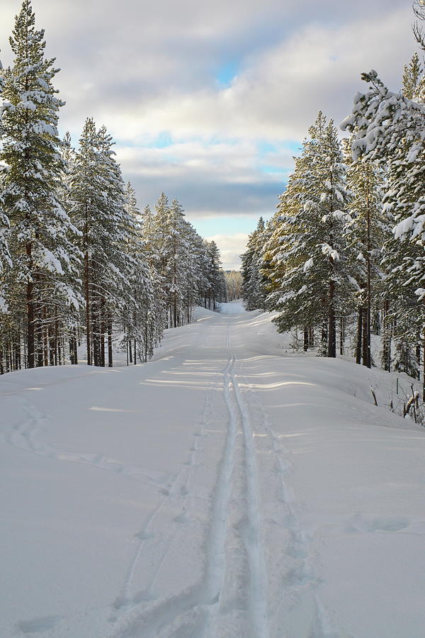 Tracks of a cross country skier on a forest lane Photograph by Intensivelight