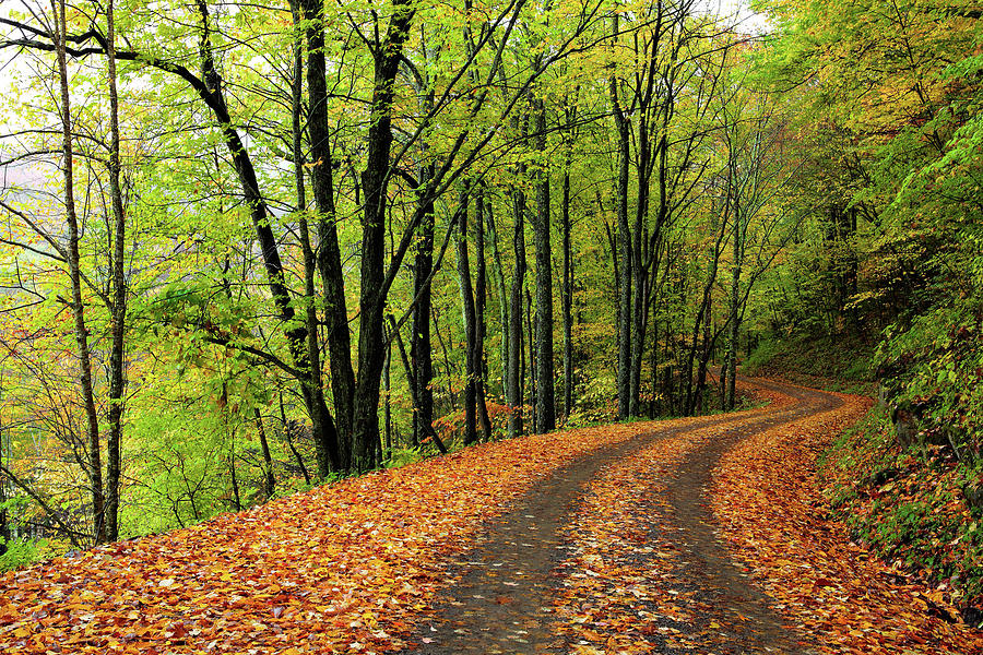 Tracks Thru Autumn Photograph by Dan Carmichael