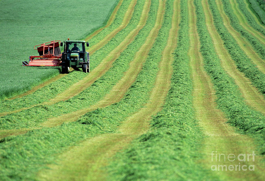 Tractor Cutting Grass For Silage Photograph by Jeremy Walker/science Photo Library