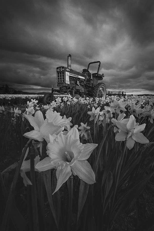 Black And White Photograph - Tractor In Daffodils by Lydia Jacobs