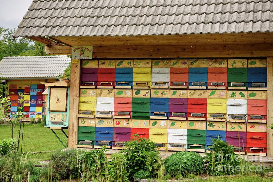 Traditional Apiary Photograph by Education Images, Universal Images ...