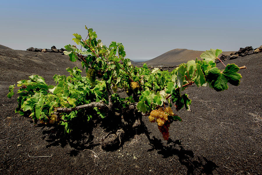 Wine Photograph - Traditional Farming Method In The Wine-growing Region Of La Geria In Lanzarote. La Geria, Lanzarote, Canary Islands, Spain, Europe by Christoph Olesinski