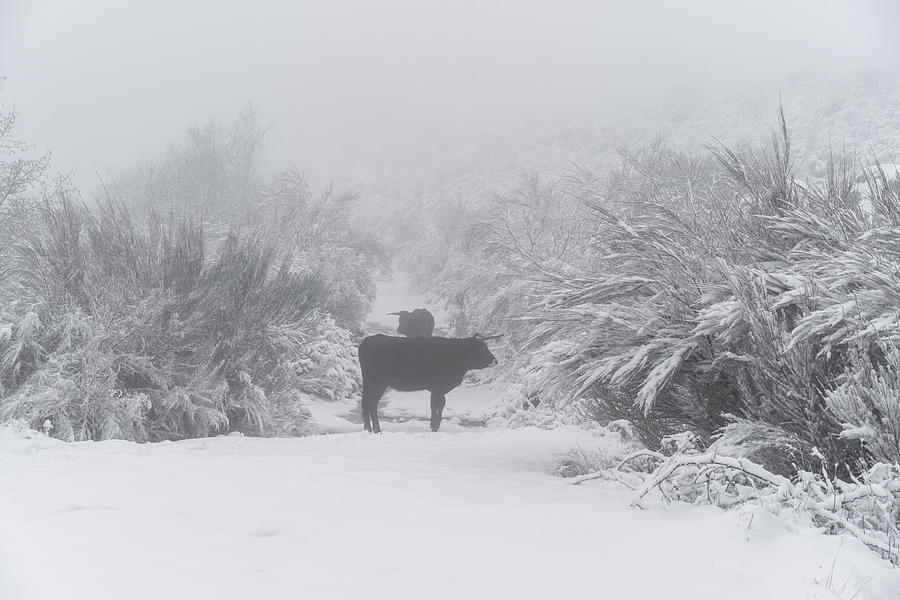 Winter Photograph - Traditional Portuguese Maronesa Cows On A Snow White Winter Landscape by Cavan Images