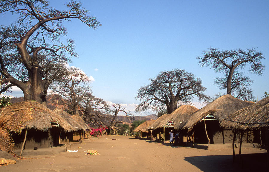 Traditional Thatched Houses And Baobabs Photograph by © Santiago Urquijo