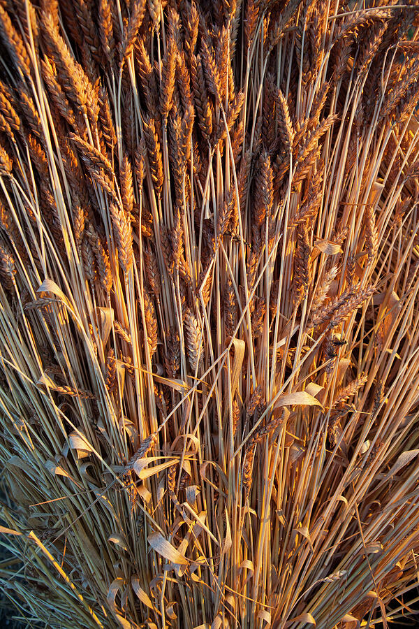 Traditional Thatching Wheat Stooks / Wheatsheaf Drying Photograph by Tj ...