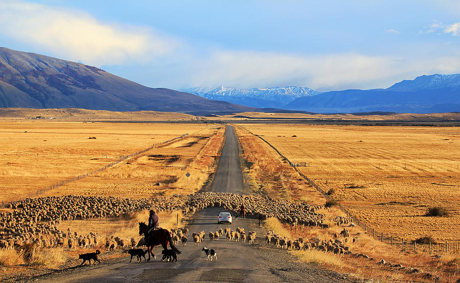Sheep Photograph - Traffic Jam!! by Itamar Campos