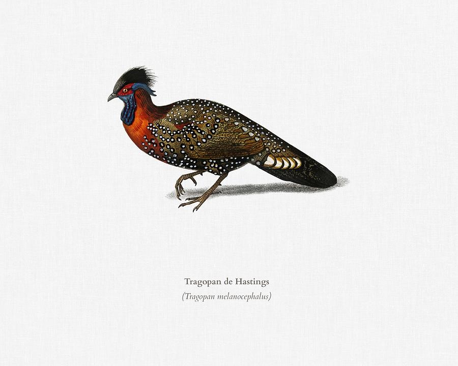 Tragopan de Hastings illustrated by Charles Dessalines D Orbigny  1806-1876  2 Painting by Celestial Images