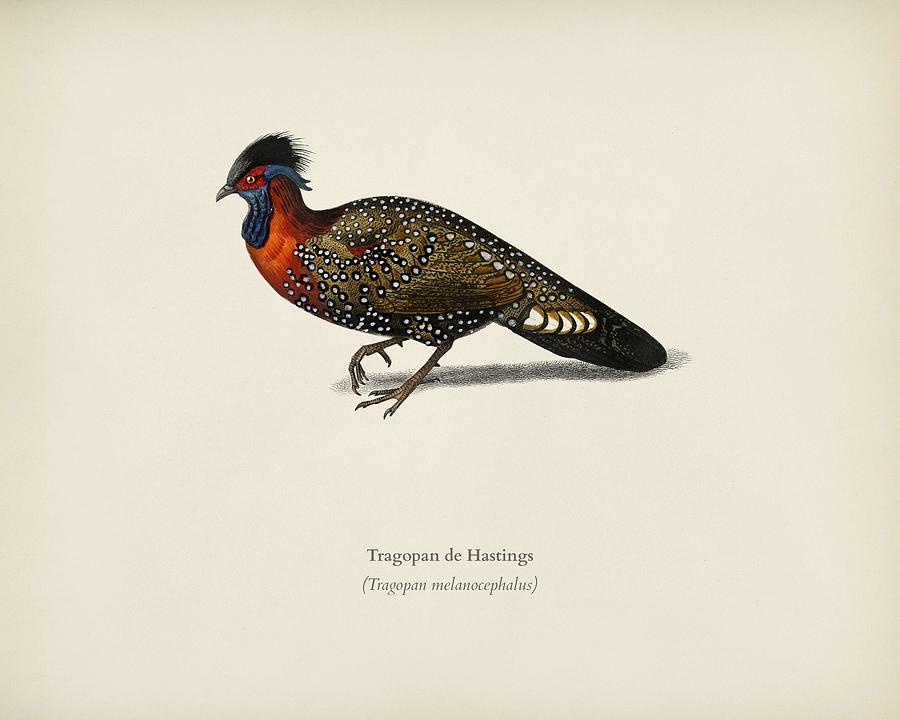 Tragopan de Hastings illustrated by Charles Dessalines D Orbigny  1806 1876   Painting by Celestial Images