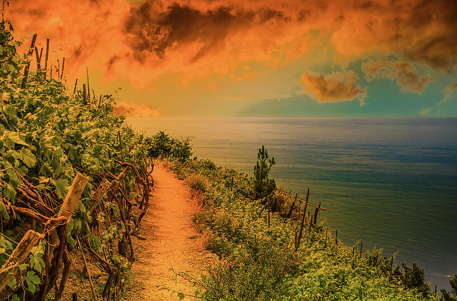 Trail along vineyards overlooking sea Photograph by Vivida Photo PC