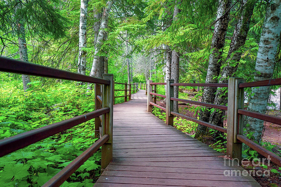 Trail at Gooseberry Falls Photograph by Susan Rydberg