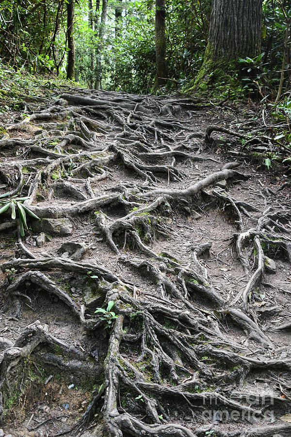 Trail Covered With Tree Roots Photograph by Phil Perkins