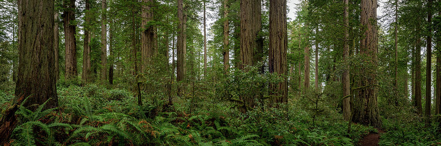 Trail Dwarfed by the Trees Pano Photograph by Kelly VanDellen