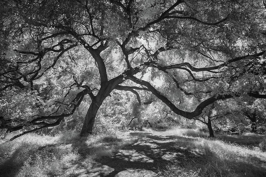 San Diego Photograph - Trail Guardian - Infrared by Alexander Kunz