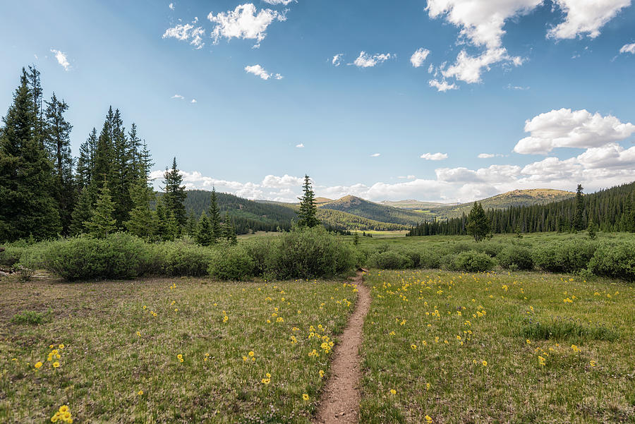 are dogs allowed in buffalo peak wilderness