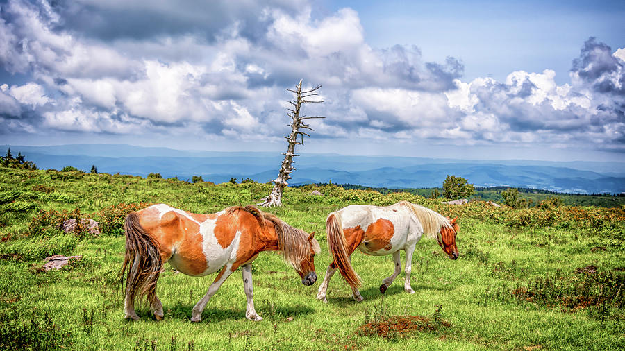 Trail of Ponies by Chris Coffee Trail of Ponies by Chris Coffee