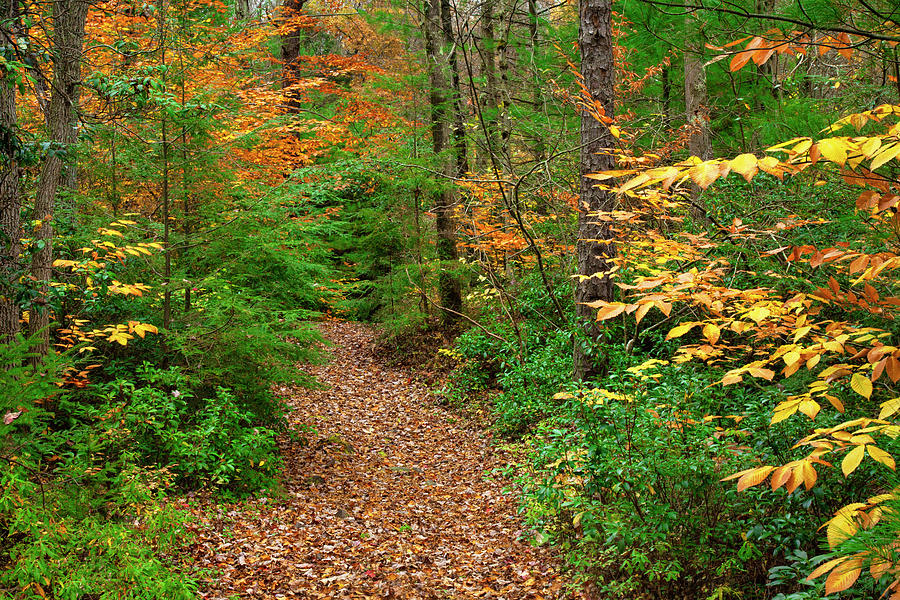 Trail Through A Autumn Forerst Photograph by Michael Gadomski