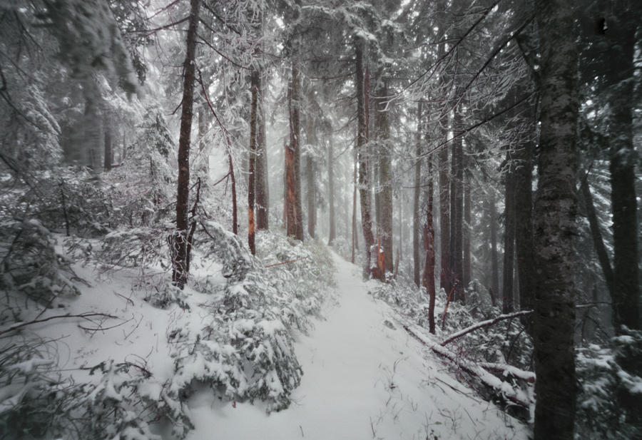 Trail Through Snow-covered Forest Photograph by Danielle D. Hughson