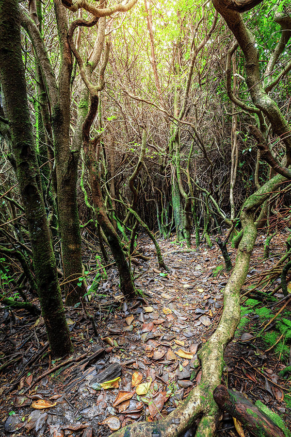 Trail Through The Cloud Forest Photograph