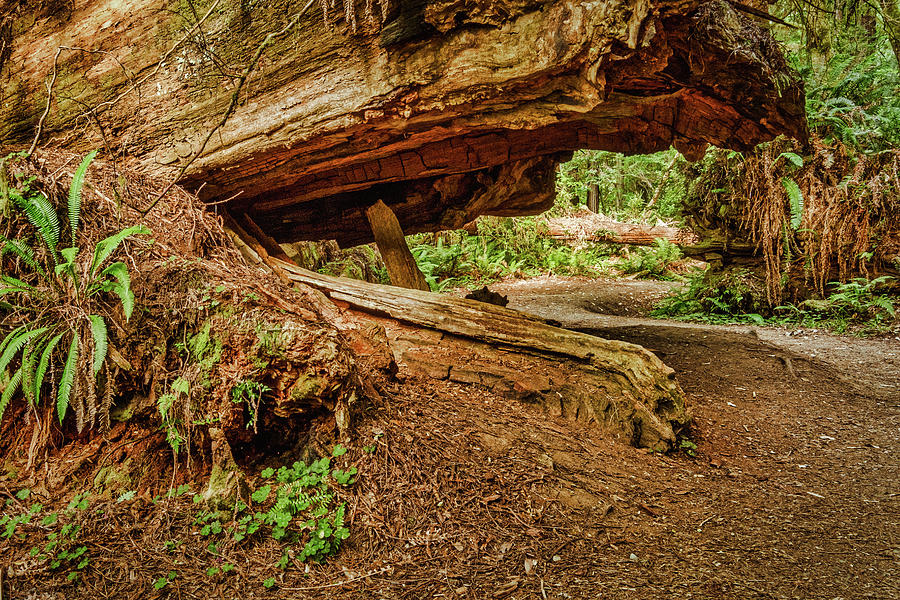 Trail Through the Fallen Redwood Trees Photograph by Stuart Litoff