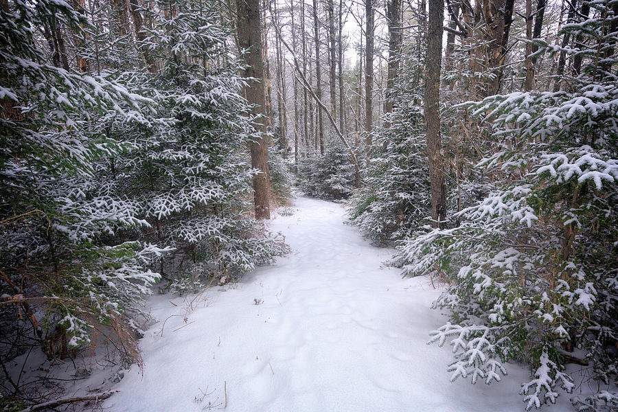Winter Photograph - Trail Through The Snowy Forest by Rick Berk