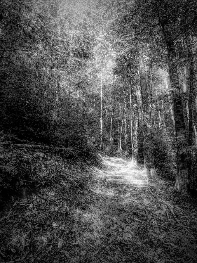 Trail To Moore Cove Falls Black and White Photograph by Judy Vincent