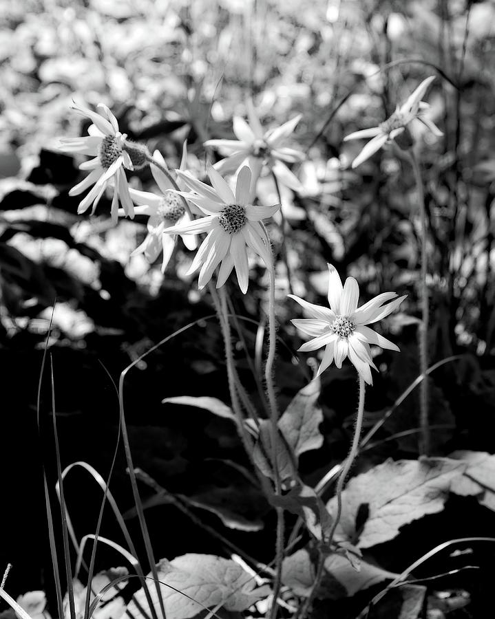 Trail Wildflowers Black And White Photograph by Allan Van Gasbeck