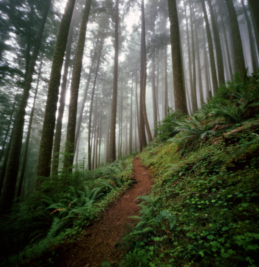 Trail Winding Through Lush Foggy Forest Photograph by Danielle D. Hughson