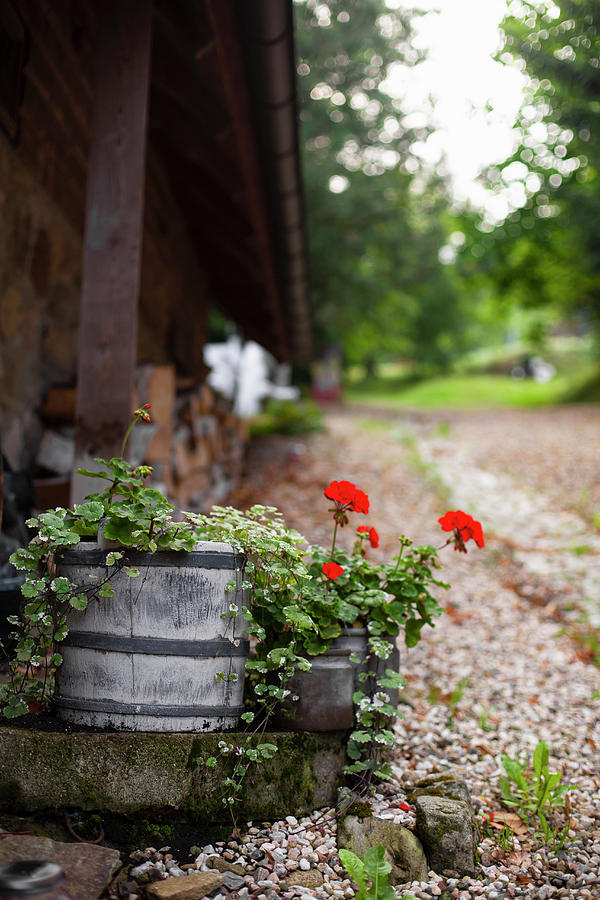 Trailing Plants And Geraniums Planted In Old Containers In Garden Photograph by Alicja Koll