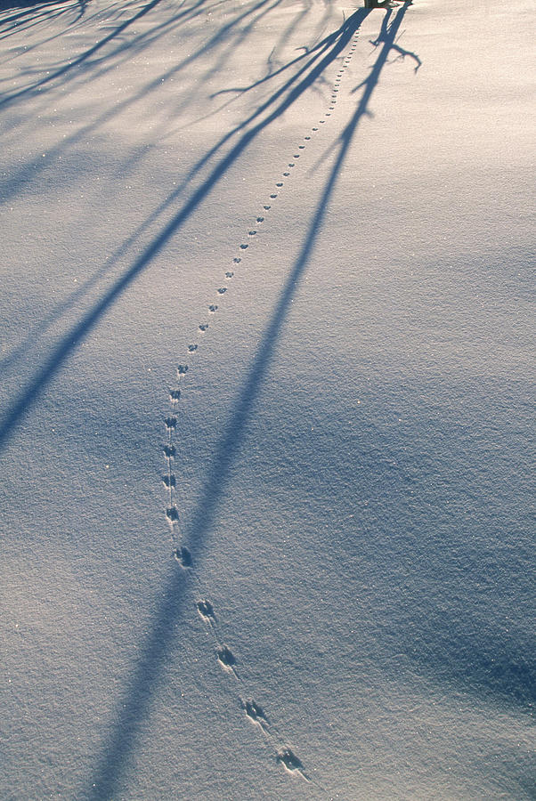Trails Of An Animal On The Snow Found Photograph by Jose Azel