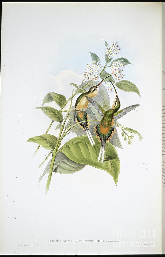 Train Bearing Hermit Phaethornis Syrmatophorus Hand Coloured Litho Drawing by John Gould Train Bearing Hermit Phaethornis Syrmatophorus Hand Coloured Litho Drawing by John Gould