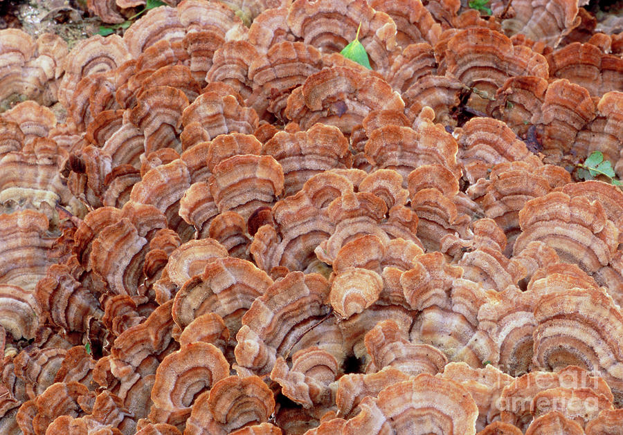 Trametes Fungus (trametes Versicolor) Photograph by John Wright/science Photo Library