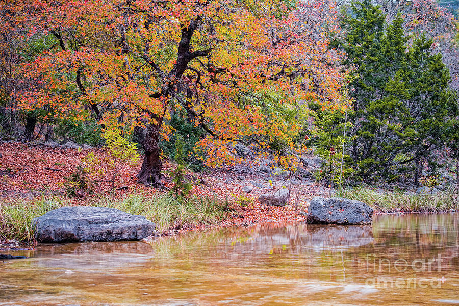 Tranquil Fall Scene at Lost Maples State Natural Area - Autumn in the Texas Hill Country Photograph by Silvio Ligutti